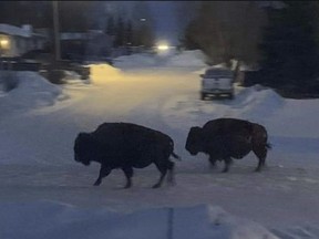 A group of bison were spotted loose on the streets in the Village of Hythe on Tuesday, Feb. 18, 2020. (Supplied photo/ Hythe Fire Department)
