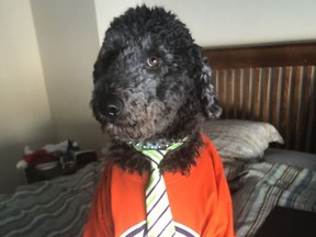 Buster is a two-year-old Labradoodle and Oilers fan. Marty Forbes/Submitted