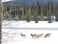 Herd of cow elk on the Athabasca River ice. Neil Waugh/Edmonton Sun