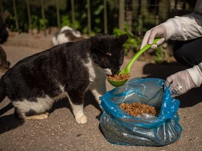 Greek volunteer of Nine Lives network Eleni Kefalopoulou feeds cats in Athens on April 8, 2020. (ANGELOS TZORTZINIS/AFP via Getty Images)