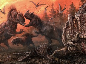 The large meat-eating Jurassic Period dinosaur Allosaurus engages in cannibalism in a stressed ecosystem in an artist's impression released May 27, 2020.