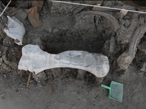 Mammoth bones are pictured at a site where archaeologists with the Mexico's National Institute of Anthropology and History (INAH) work to unearth the remains, which include the bones of more than 10,000-year-old mammoths from the construction site of Mexico's new international airport, in Zumpango, near Mexico City, May 26, 2020.