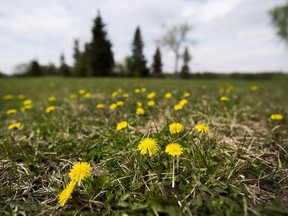 Dandelions at Capilano Park on May 18, 2020.