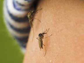 Edmonton's pest management co-ordinator said the city has been lucky so far in terms of mosquitoes, but the recent wet and warm weather may change that.
