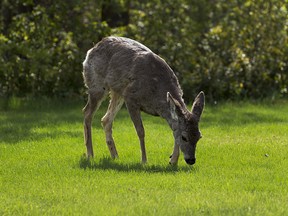 A deer casually walks around Hawrelak park on Monday, May 18, 2020 in Edmonton. Greg Southam/Postmedia