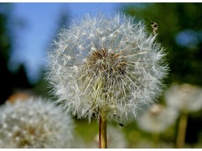 A beautiful Taraxacum erythrospermum, known as a dandelion, grows in an Edmonton city park on June 19, 2020.