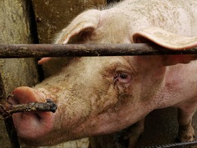 A pig on a farm at a village in Changtu county, Liaoning province, China, Jan. 17, 2019.