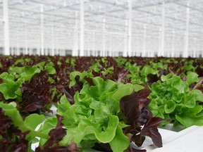 Wendy's is now sourcing all its lettuce from Whole Leaf greenhouse in Coaldale, Alta.