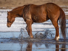 FILE - A horse plays in a meltwater pond on the grasslands west of Nanton, Ab., on Thursday, September 14, 2017.