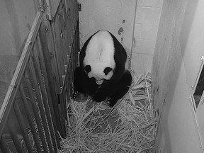 This handout image released on Aug. 21, 2020 by the Smithsonian's National Zoo shows female giant panda Mei Xiang after giving birth to a cub at the Smithsonian's National Zoo, in Washington, D.C.
