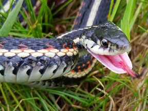 The red-sided garter snake is known for its red markings and dark green colouring.