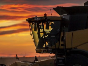 The sunset provides a colourful backdrop as a combine operator picks up the last of the swaths laying in a field north of Clairmont on Sept. 10. Farmers are in full swing for the 2020 harvest and are hoping warm dry conditions continue to allow all the crops to be taken off before winter.