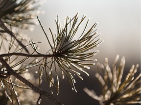 Hoar frost coats evergreen tree needles at Hawrelak Park in Edmonton, on Sunday, Dec. 22, 2019.