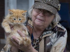 Linda Merle, coordinator of Kittenaide, holds Ranger - the only survivor of four kittens that were thrown from a moving vehicle in Comber on the night of Sept. 27, 2020. Photographed in Windsor on Sept. 29, 2020.