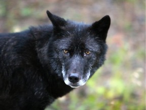 This lovely female wolf posed for me barely 20 feet away on the Banff Parkway just after 7 a.m. on Monday morning.n/a ORG XMIT: mdone300