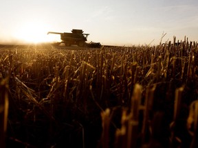 Troy Monea with G&T Custom Farming combines a wheat field near Harvest Moon near Falun Alberta Thursday Oct. 1, 2020.
