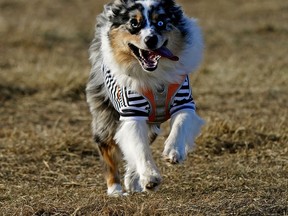 It was a dog day afternoon for this canine who joined hundreds of other dogs and their owners at Terwillegar dog park in Edmonton on Wednesday October 28, 2020.