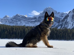 Hunter, one of Alberta RCMP service dogs who responded to 2,800 calls and captured over 900 suspects in 2020. Image supplied by Alberta RCMP.