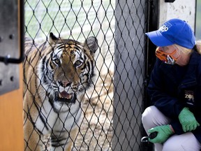 The Edmonton Valley Zoo tiger trainer Brenda McComb interacts with Siberian tiger Amba as the zoo officially opened a new tiger habitat in Edmonton on July 31, 2020.
