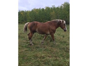 Vermilion RCMP are currently investigating the shooting death of a horse that occurred sometime between Nov. 23, 2020 and Nov. 27, 2020. Hunters have been known to use this property and may have mistaken the horse for another animal.