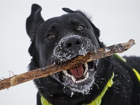 A Black Labrador Retriever named "Rocky" frolicks in the snow at Terwillegar dog park in Edmonton on Tuesday January 26, 2021.