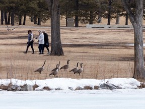 A group of women chat as Canada geese take over the grass at Hawrelak Park in Edmonton on Friday, March 26, 2021.