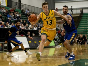 The University of Alberta Golden Bears' Adam Paige (13) breaks past the University of British Columbia Thunderbirds' Manroop Clair (3) and Patrick Simon (11) during Game 3 of their Canada West playoff series in Edmonton on Feb. 24, 2019.