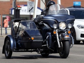 A dog appears to enjoy a ride in a motorcycle sidecar along Calgary Trail near 80 Avenue, in Edmonton Monday May 3, 2021. Photo by David Bloom