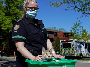 Primary care paramedic Brittany Clark comforts a cat who was rescued from an apartment fire at 10604-110 Avenue in Edmonton on Friday June 11, 2021. The cause of the fire is under investigation. (PHOTO BY LARRY WONG/POSTMEDIA)