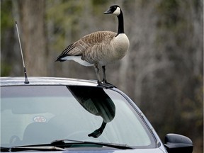 A Canada goose keeps a lookout while perched on a parked car at a public park in Edmonton. The City of Edmonton is proposing parking fees at city amenities, including public parks, but is receiving considerable opposition from the public. Edmonton city council will meet on July 5 to debate the issue.