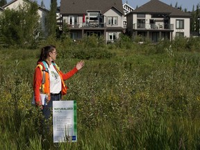 Catherine Falk with the Parks and Roads Branch, gives members of the media a tour of a naturalized stormwater management facility in Edmonton's Doug Kelly Park, 208 Street and 57 Avenue, Wednesday July 28, 2021. Photo by David Bloom