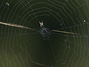 A tiny spider patrols its web in Edmonton's Doug Kelly Park, 208 Street and 57 Avenue, Wednesday July 28, 2021. Photo by David Bloom