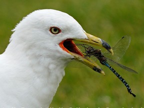 A gull catches a dragonfly for lunch at Hawrelak Park in Edmonton on Wednesday July 21, 2021.