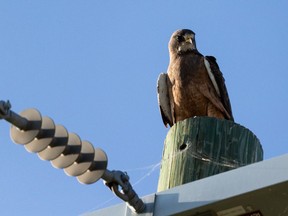 A swainson's hawk perches on a power pole while looking for a meal in a field north of St. Albert along Highway 2 north of Edmonton, on Wednesday, Aug. 25, 2021. Photo by Ian Kucerak