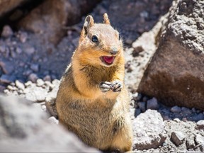 Close up of angry chipmunk; Lassen Volcanic Park National Park, Northern California