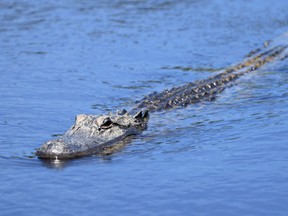 An alligator looks on during a practice round prior to the 2021 PGA Championship at Kiawah Island Resort's Ocean Course on May 17, 2021 in Kiawah Island, South Carolina.