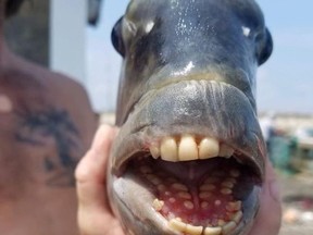 Closeup of sheepshead fish with mouth open displaying human-like teeth