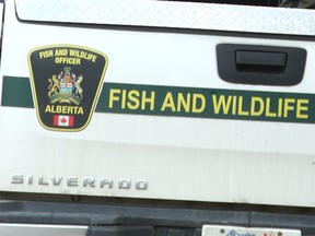 Alberta Fish and Wildlife has euthanized a black bear that attacked and killed a woman near Swan Hills, Alta. on Saturday, July 31, 2021.
