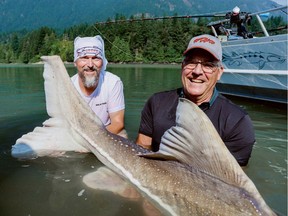 Jake Driedger (left) and Pete Peeters with the massive sturgeon they reeled in with the help of guide Kevin Estrada on the Fraser River near Chilliwack on Aug. 15