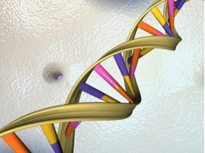 A DNA double helix is seen in an undated artist's illustration released by the National Human Genome Research Institute to Reuters on May 15, 2012.