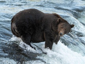 Brown bear 151 stands in a river hunting for salmon to fatten up before hibernation at Katmai National Park and Preserve in Alaska, Sept. 13, 2021.