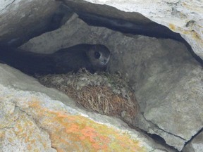 Parks Canada says they found five active black swift nests in Banff National Park this year which is the highest recorded in Johnston Canyon since 2004 and is a positive sign for the endangered species. Photo supplied by Parks Canada.