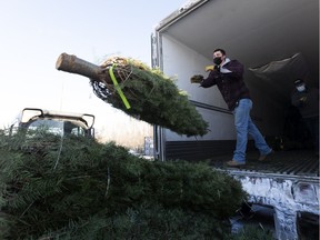 Caleb Weiss unloads one of the 735 trees that  Greenland Garden Centre received on Wednesday, Nov. 24, 2021 in Sherwood Park . While there has been wide-spread fears of a Christmas tree shortage because of the Pandemic coupled with floods in B.C.,Greenland Garden Centre's longstanding relationship with a tree vendor in Oregon has helped avoid any supply shortages this season as they will have enough to meet the holiday season demand.   Greg Southam-Postmedia