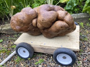 A large potato sits on a trolly in a garden at Donna and Colin Craig-Browns home near Hamilton, New Zealand, Wednesday, Nov 3, 2021.