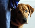 In this August 21, 2014 file photo, Lucy is a service dog in training for a client with PTSD at at the National Service Dog centre in Cambridge, Ont.