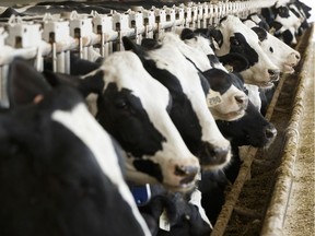 Cows feed at a dairy.