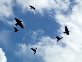 Looking up at a group of six black crows flying and circling in the afternoon sky silhouetted against clouds, also known as a murder of crows.
