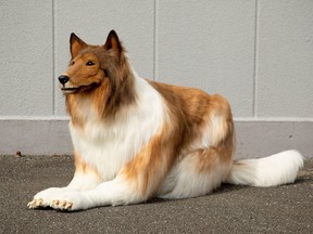 Man in realistic collie costume has dreamed of living like an animal.