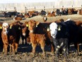 Cattleland Feedyard near Strathmore on Wednesday, January 26, 2022.