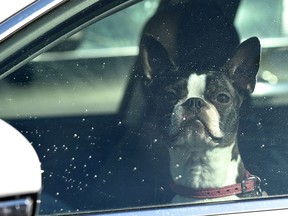 The City of Edmonton said animals should not be left in cars once temperatures reach 15 degrees outside.